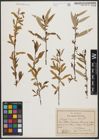 Foto von Salix tominii Dode